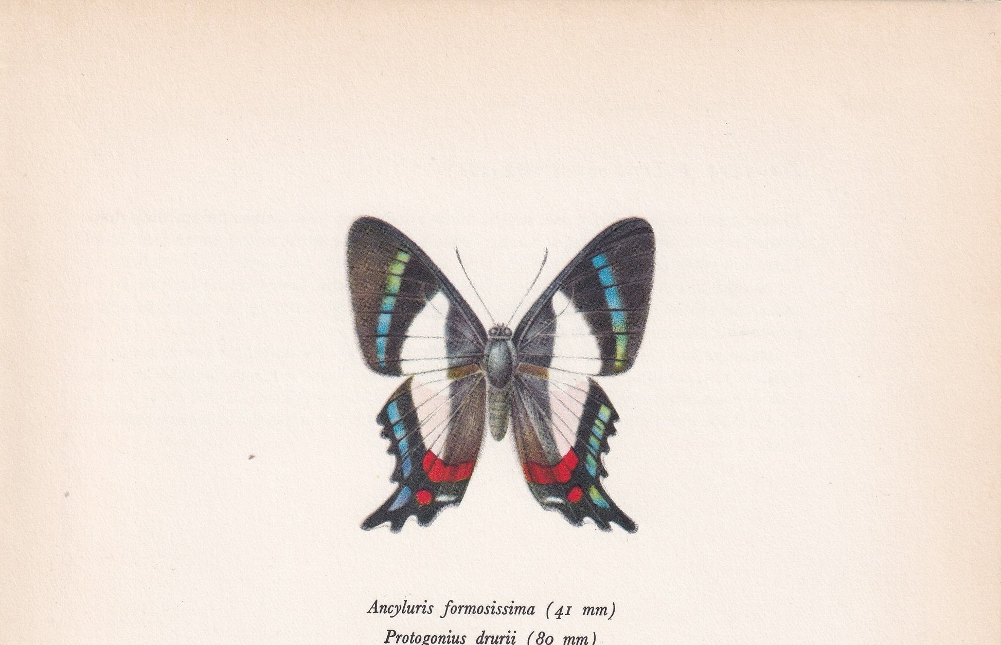 1963 ITALIAN FLAG BUTTERFLY Print - Vintage Butterfly Art - Insect Print - Butterfly Wall Art - 60 Years Old - 7.9 x 10.25 Inches