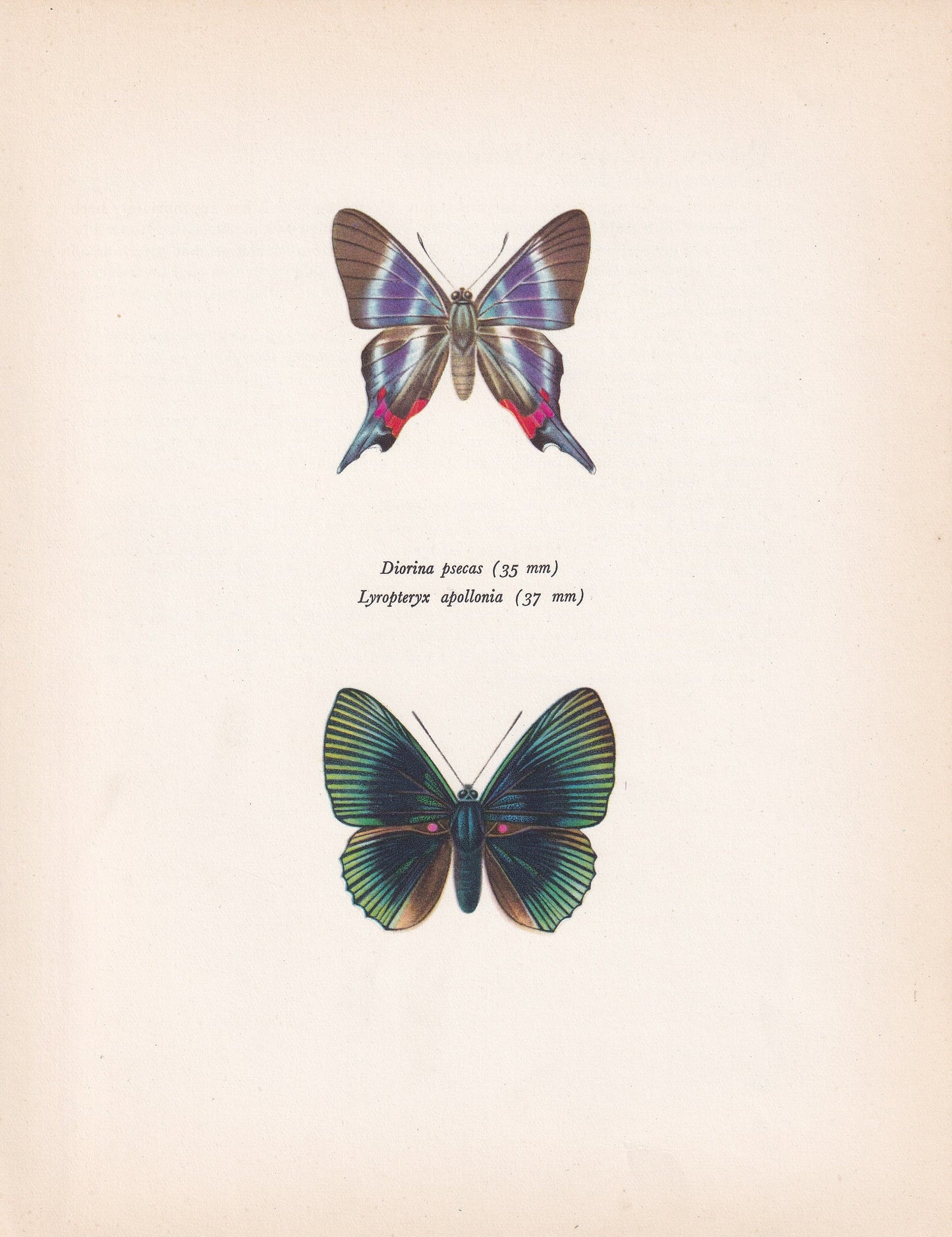 1963 APOLLO METALMARK BUTTERFLY Print - Vintage Butterfly Art - Insect Print - Butterfly Wall Art - 60 Years Old - 7.9 x 10.25 Inches