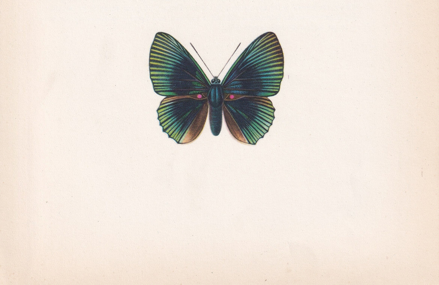 1963 APOLLO METALMARK BUTTERFLY Print - Vintage Butterfly Art - Insect Print - Butterfly Wall Art - 60 Years Old - 7.9 x 10.25 Inches