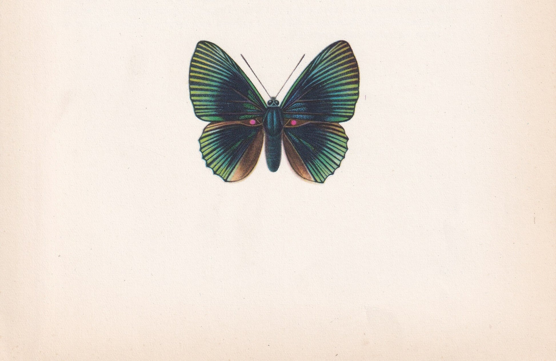 1963 APOLLO METALMARK BUTTERFLY Print - Vintage Butterfly Art - Insect Print - Butterfly Wall Art - 60 Years Old - 7.9 x 10.25 Inches