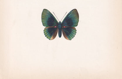 1963 APOLLO METALMARK BUTTERFLY Print - Vintage Butterfly Art - Insect Print - Butterfly Wall Art - 60 Years Old - 7.9 x 10.25 Inches