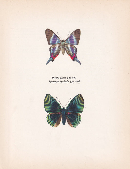1963 APOLLO METALMARK BUTTERFLY Print - Vintage Butterfly Art - Insect Print - Butterfly Wall Art - 60 Years Old - 7.9 x 10.25 Inches