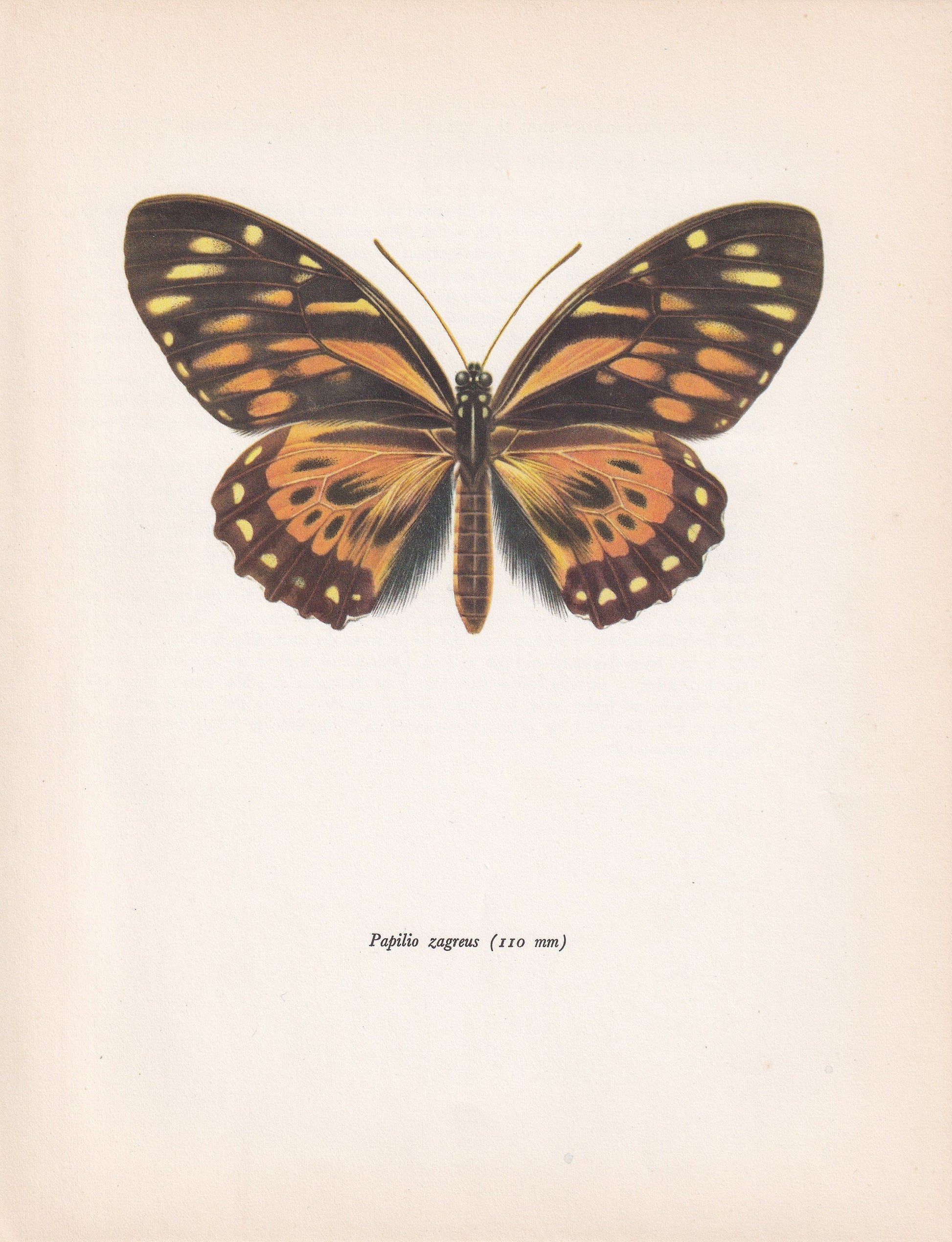 1963 TIGER BUTTERFLY Print - Vintage Butterfly Art - Insect Print - Butterfly Wall Art - 60 Years Old - 7.9 x 10.25 Inches