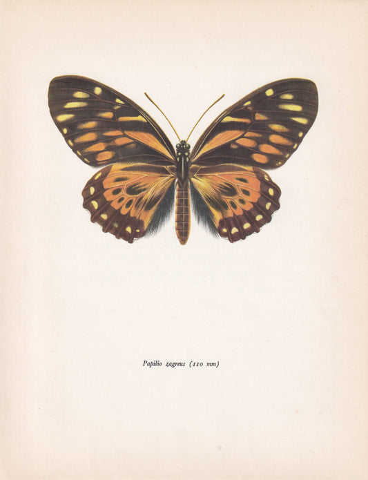 1963 TIGER BUTTERFLY Print - Vintage Butterfly Art - Insect Print - Butterfly Wall Art - 60 Years Old - 7.9 x 10.25 Inches