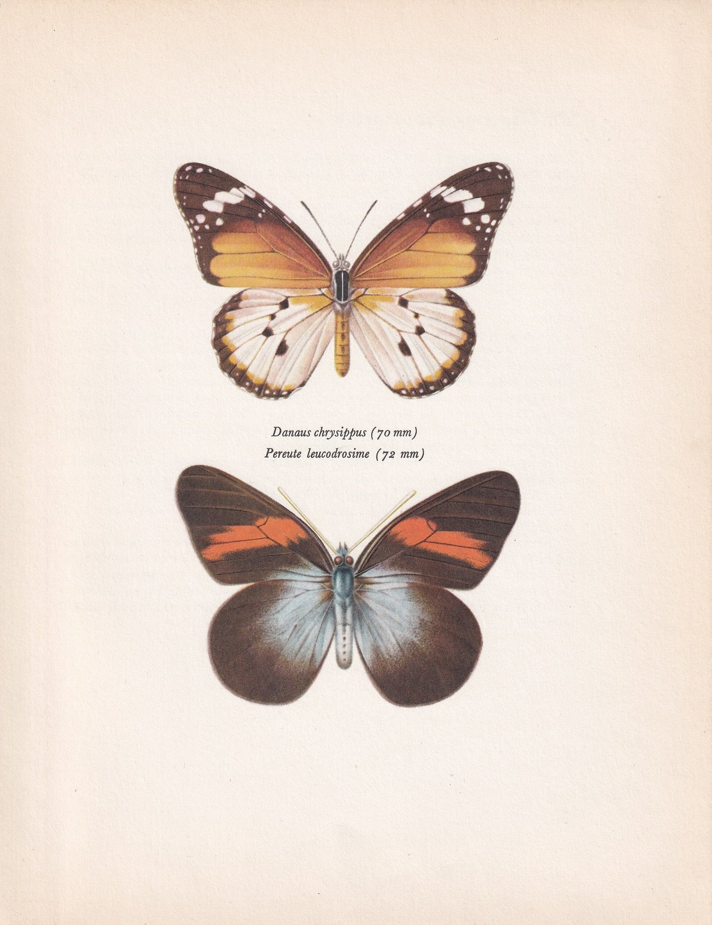 1963 PLAIN TIGER BUTTERFLY Print - Vintage Butterfly Art - Insect Print - Butterfly Wall Art - 60 Years Old - 7.9 x 10.25 Inches