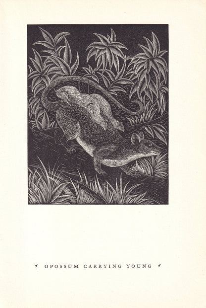1931 OPOSSUM Print Wood Engraving - Wall Art - Zoology Print - Antique Animal Wood Engraving - 92 Years Old - 7.8 x 5.25 Inches