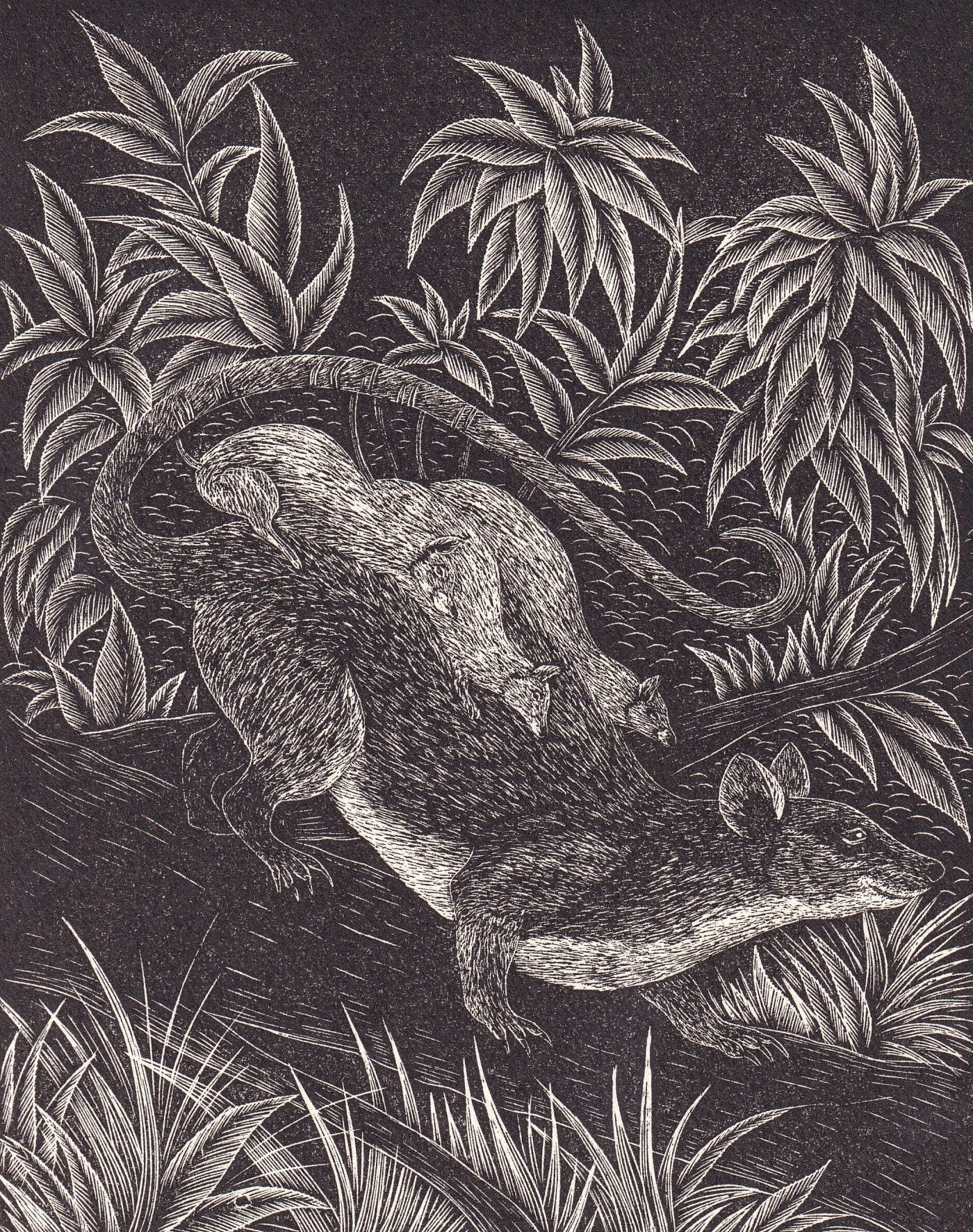 1931 OPOSSUM Print Wood Engraving - Wall Art - Zoology Print - Antique Animal Wood Engraving - 92 Years Old - 7.8 x 5.25 Inches