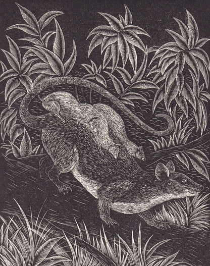 1931 OPOSSUM Print Wood Engraving - Wall Art - Zoology Print - Antique Animal Wood Engraving - 92 Years Old - 7.8 x 5.25 Inches