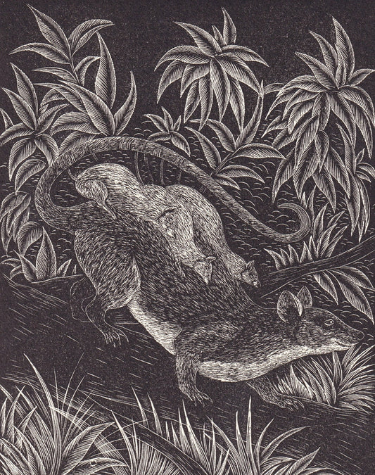 1931 OPOSSUM Print Wood Engraving - Wall Art - Zoology Print - Antique Animal Wood Engraving - 92 Years Old - 7.8 x 5.25 Inches