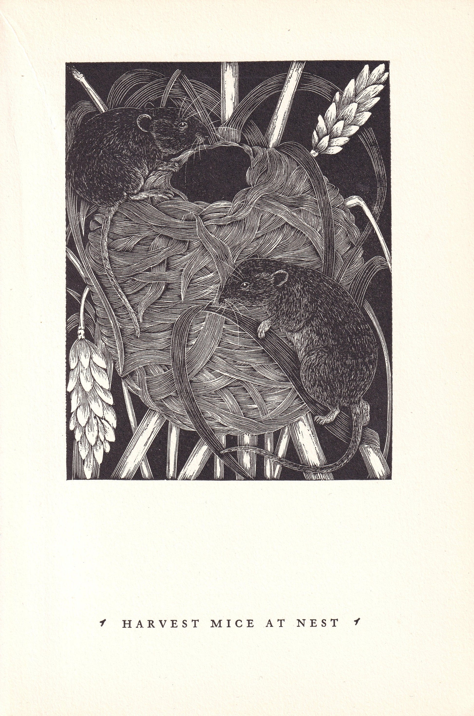 1931 HARVEST MICE Print Wood Engraving - Wall Art - Zoology Print - Antique Animal Wood Engraving - 92 Years Old - 7.8 x 5.25 Inches