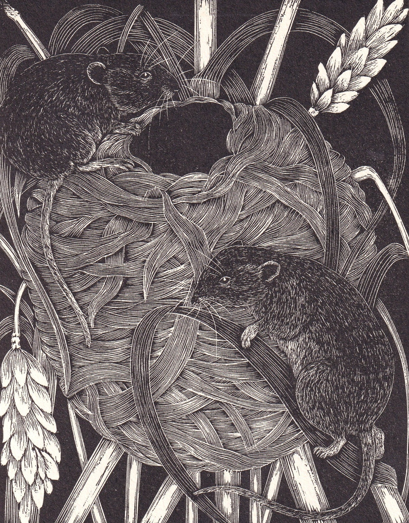 1931 HARVEST MICE Print Wood Engraving - Wall Art - Zoology Print - Antique Animal Wood Engraving - 92 Years Old - 7.8 x 5.25 Inches