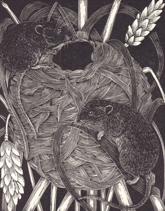 1931 HARVEST MICE Print Wood Engraving - Wall Art - Zoology Print - Antique Animal Wood Engraving - 92 Years Old - 7.8 x 5.25 Inches