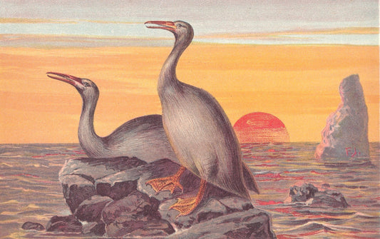1902 HESPERORNIS Print - Extinct Giant Bird - Paleoart - Prehistoric Animals Wall Art - 121 Years Old - 10.5 x 7.5 Inches