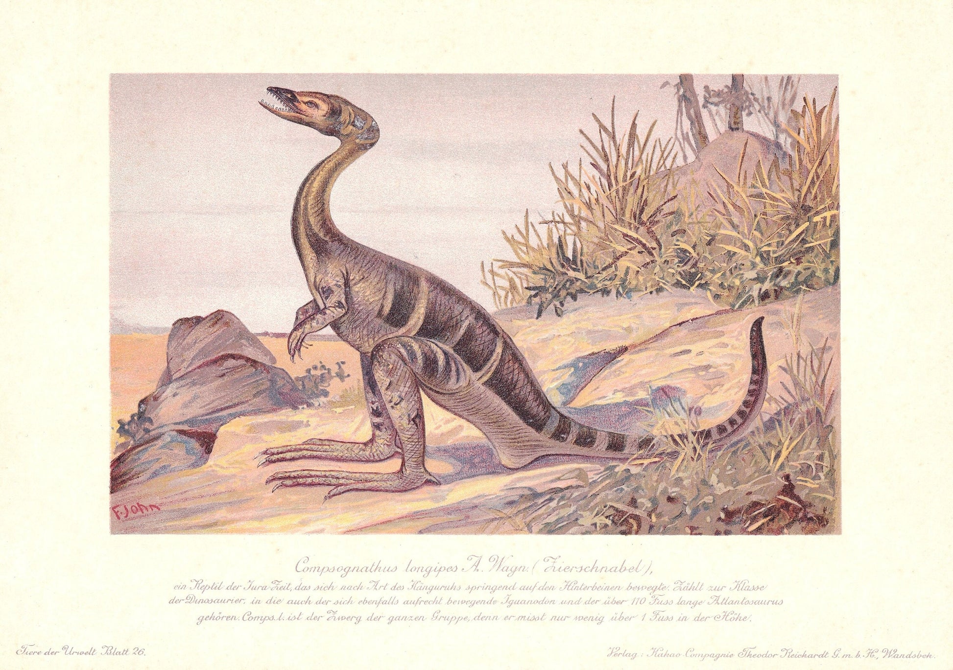 1902 COMPSOGNATHUS DINOSAUR Print - Antique Dinosaur Print - Paleoart - Dinosaur Wall Art - 121 Years Old - 10.5 x 7.5 Inches