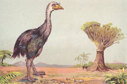1902 MOA Print - Giant Bird - Megafauna - Paleoart - Prehistoric Animals Wall Art - New Zealand - 121 Years Old - 10.5 x 7.5 