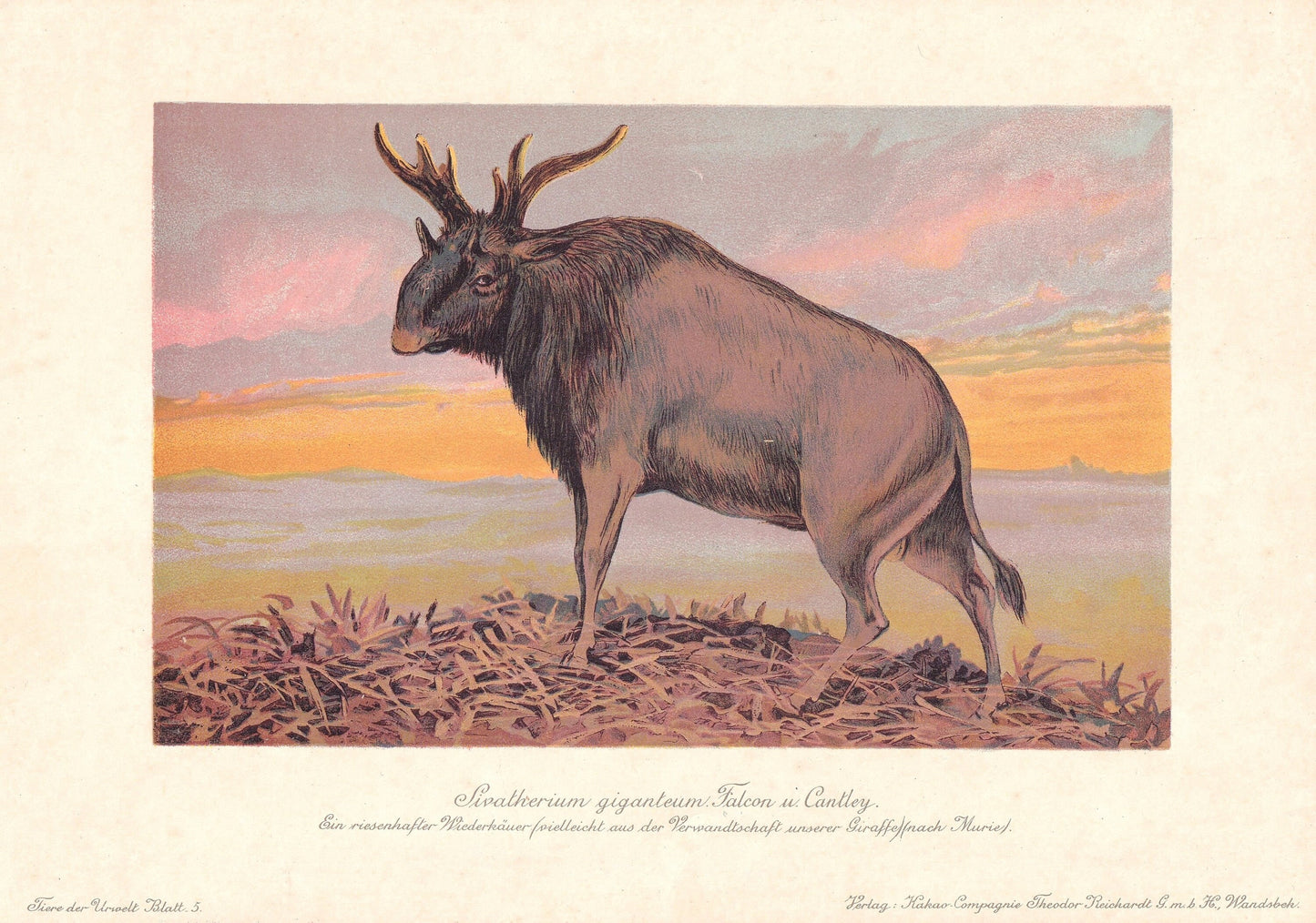 1902 SIVATHERIUM Print - Megafauna Print - Paleoart - Prehistoric Wall Art - 121 Years Old - 10.5 x 7.5 Inches