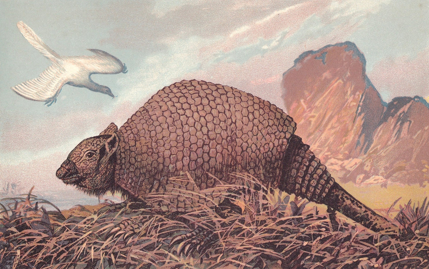 1902 PANOCHTHUS Print - Extinct Animal Print - Paleoart - Prehistoric Wall Art - 121 Years Old - 10.5 x 7.5 Inches