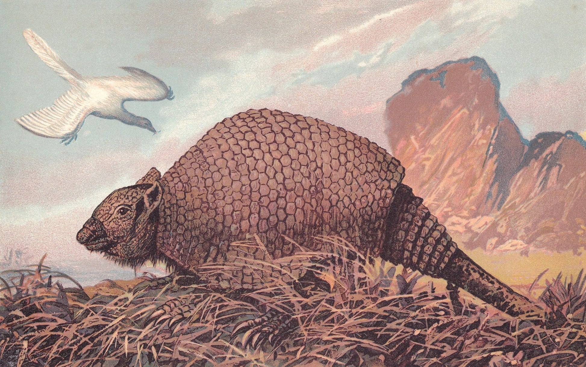 1902 PANOCHTHUS Print - Extinct Animal Print - Paleoart - Prehistoric Wall Art - 121 Years Old - 10.5 x 7.5 Inches