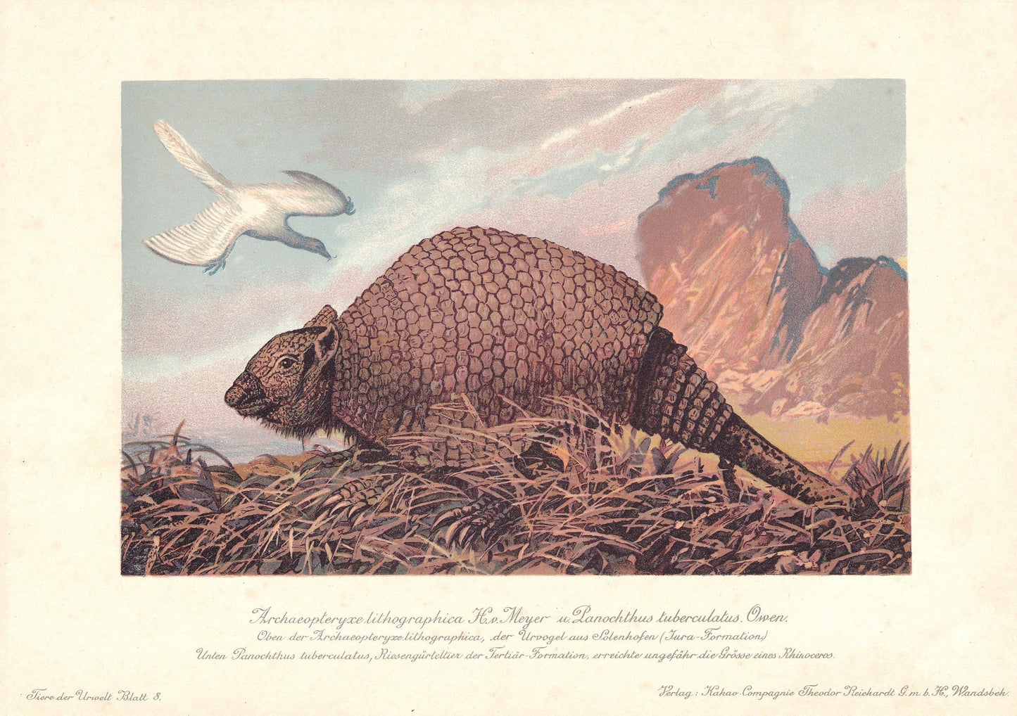 1902 PANOCHTHUS Print - Extinct Animal Print - Paleoart - Prehistoric Wall Art - 121 Years Old - 10.5 x 7.5 Inches