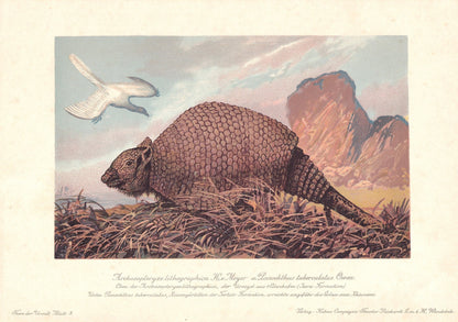 1902 PANOCHTHUS Print - Extinct Animal Print - Paleoart - Prehistoric Wall Art - 121 Years Old - 10.5 x 7.5 Inches