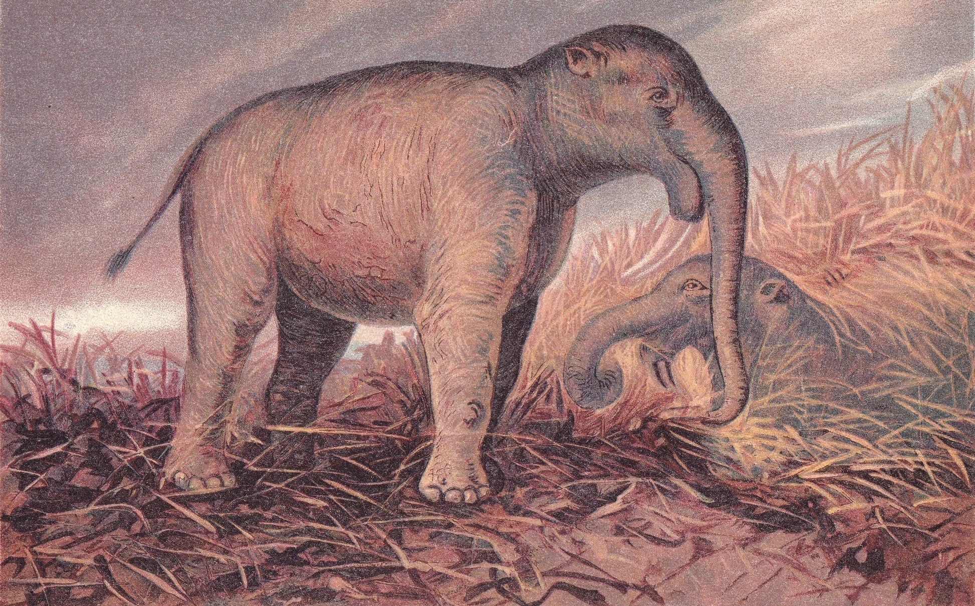 1902 DEINOTHERIUM Print - Extinct Animal Print - Paleoart - Megafauna Print - Prehistoric Print - 121 Years Old - 10.5 x 7.5 