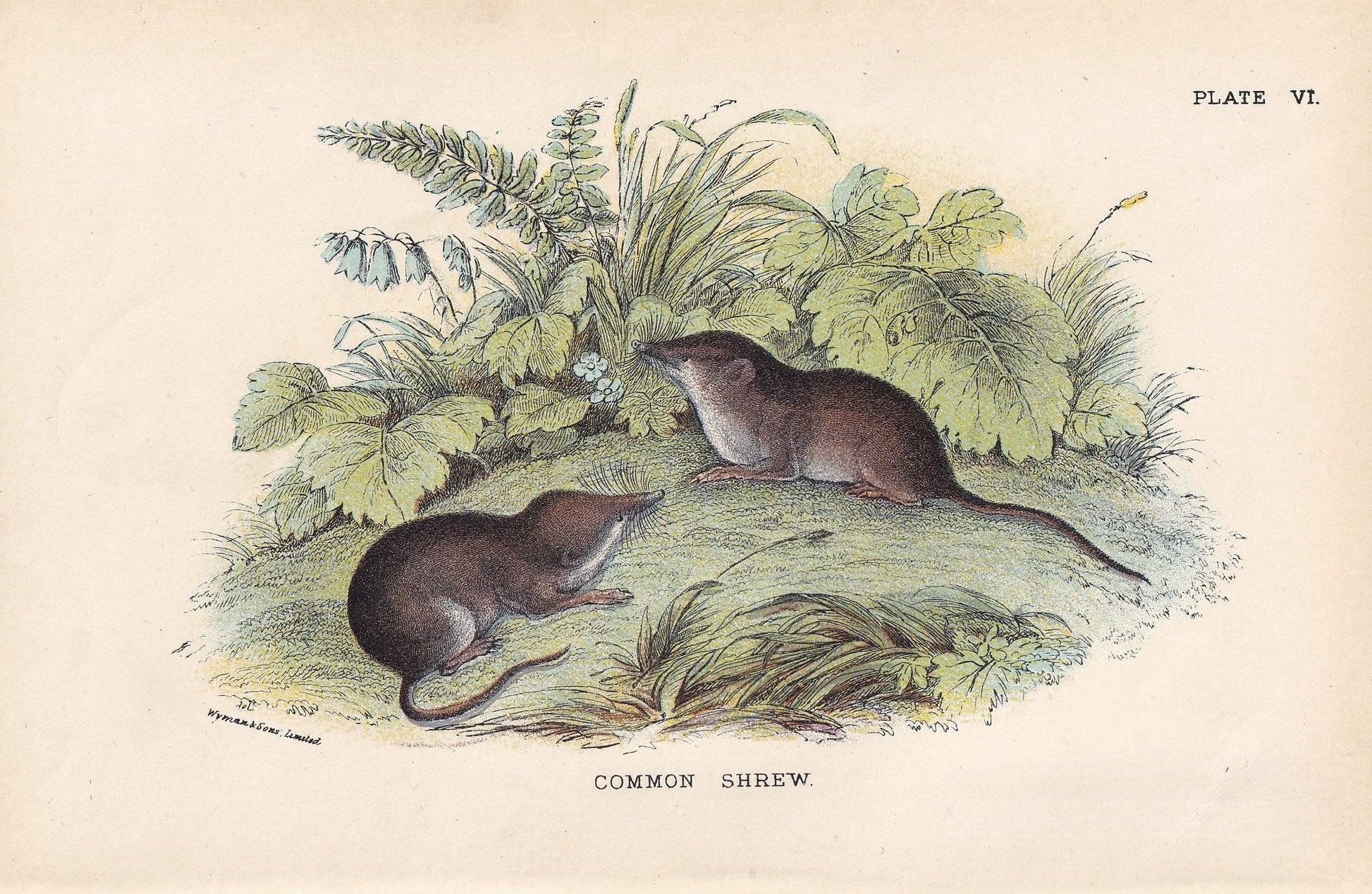 1896 COMMON SHREW Print - Natural History Print - British Mammals Print - Original Antique Print - Animal Wall Art - 7.2 x 4.7 Inches