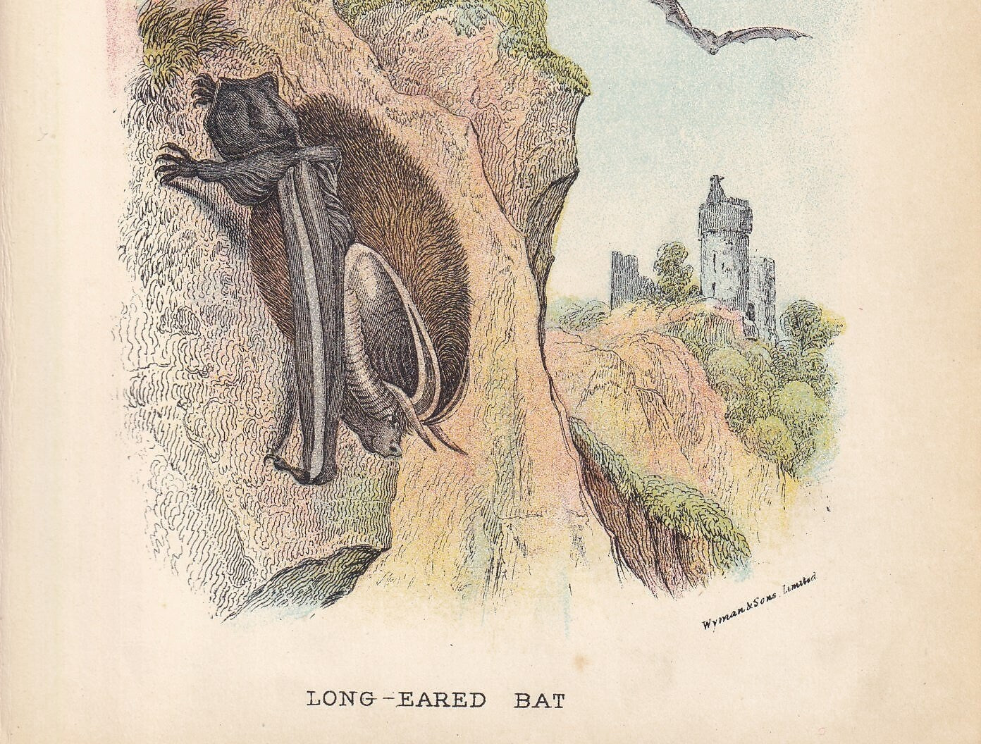 1896 LONG-EARED BAT Print - Bat Wall Art - Chiroptera, Bats - Original Antique Print - Animal Wall Art - Halloween Decor - 4.