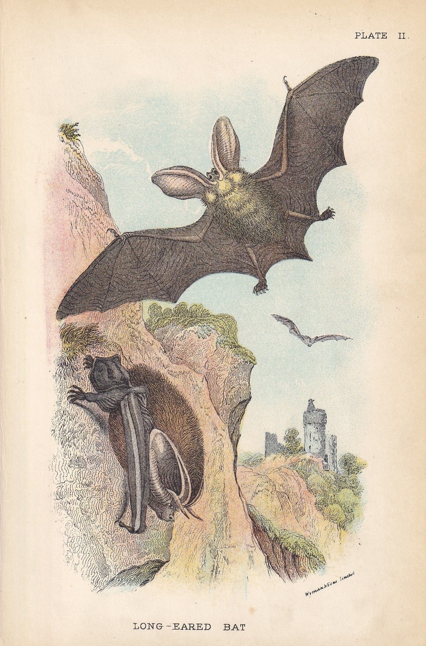 1896 LONG-EARED BAT Print - Bat Wall Art - Chiroptera, Bats - Original Antique Print - Animal Wall Art - Halloween Decor - 4.