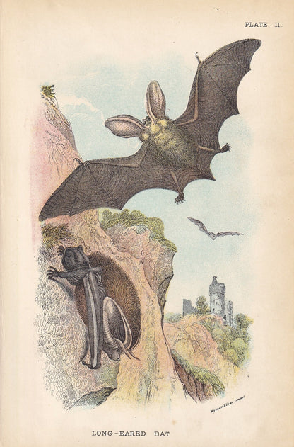 1896 LONG-EARED BAT Print - Bat Wall Art - Chiroptera, Bats - Original Antique Print - Animal Wall Art - Halloween Decor - 4.