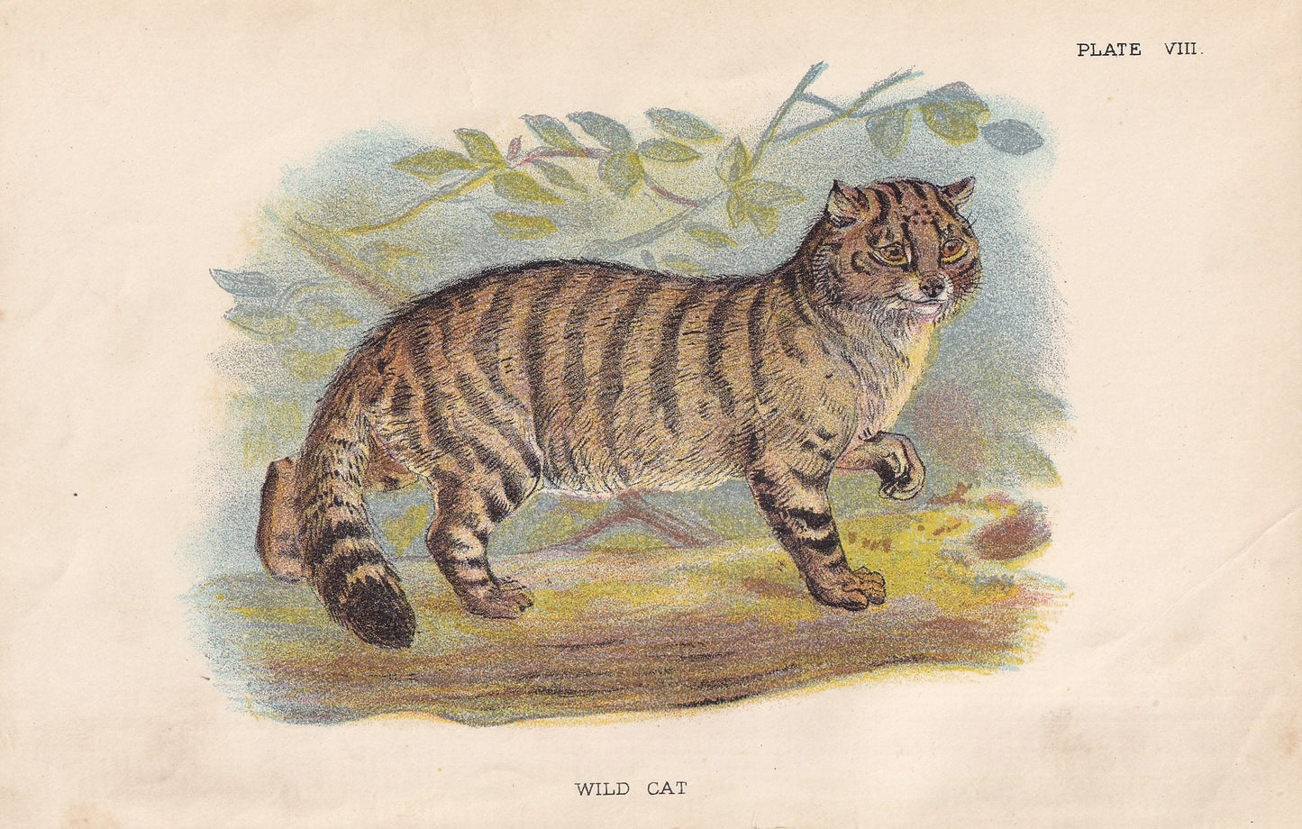 1896 WILD CAT Print - Natural History Print - British Mammals Print - Original Antique Print - Animal Wall Art - 7.2 x 4.7 Inches