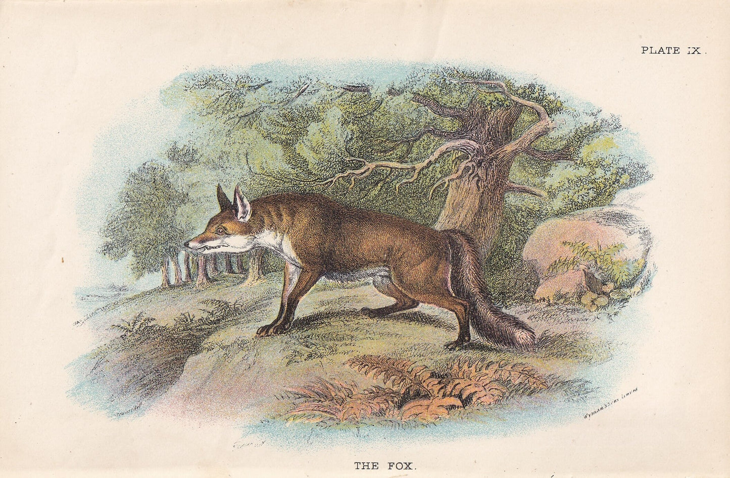 1896 FOX Print - Natural History Print - Mammals Print - Original Antique Print - Fox Wall Art - 7.2 x 4.7 Inches