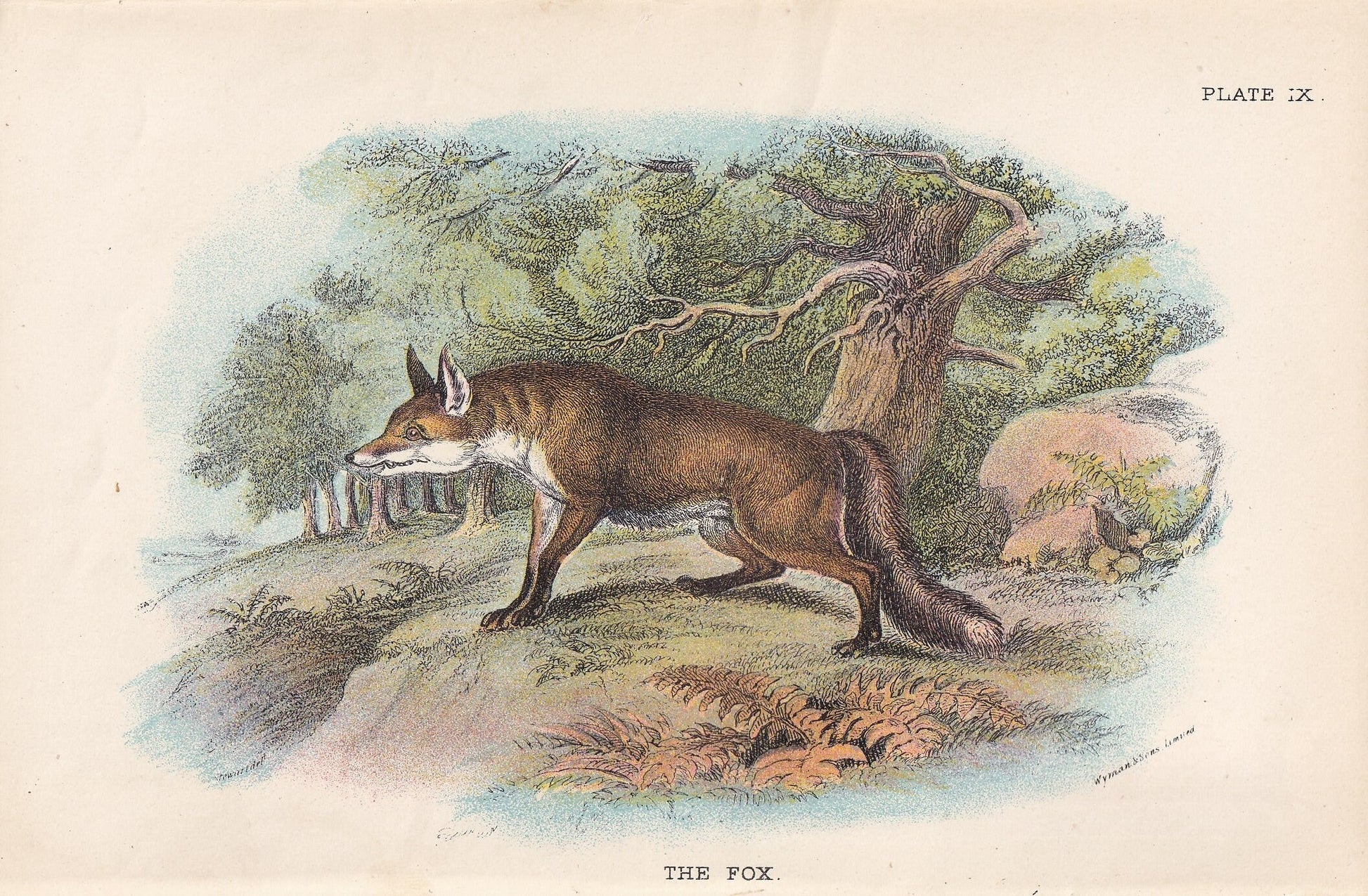 1896 FOX Print - Natural History Print - Mammals Print - Original Antique Print - Fox Wall Art - 7.2 x 4.7 Inches