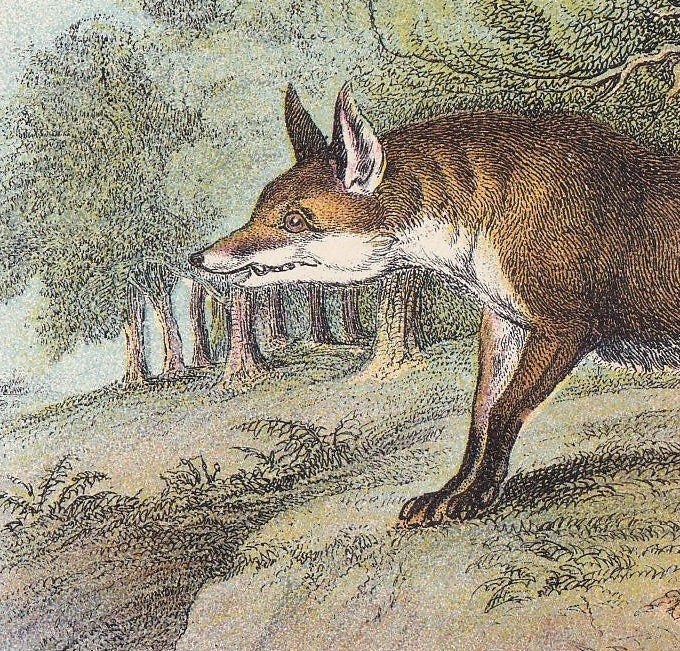 1896 FOX Print - Natural History Print - Mammals Print - Original Antique Print - Fox Wall Art - 7.2 x 4.7 Inches