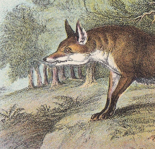 1896 FOX Print - Natural History Print - Mammals Print - Original Antique Print - Fox Wall Art - 7.2 x 4.7 Inches