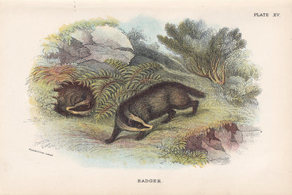1896 BADGER Print - Natural History Print - Badger Wall Art Print - Antique Badger Print - Animal Wall Art - Over 125 Years Old