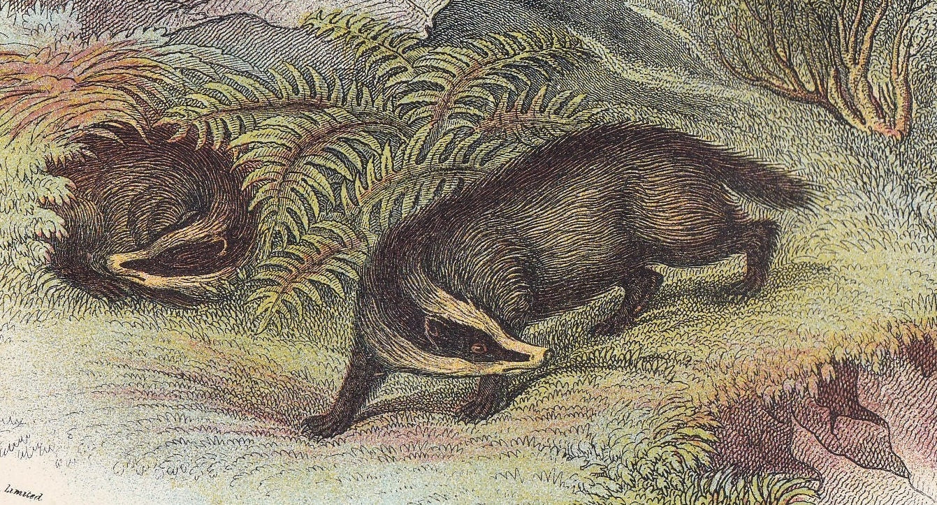 1896 BADGER Print - Natural History Print - Badger Wall Art Print - Antique Badger Print - Animal Wall Art - Over 125 Years Old