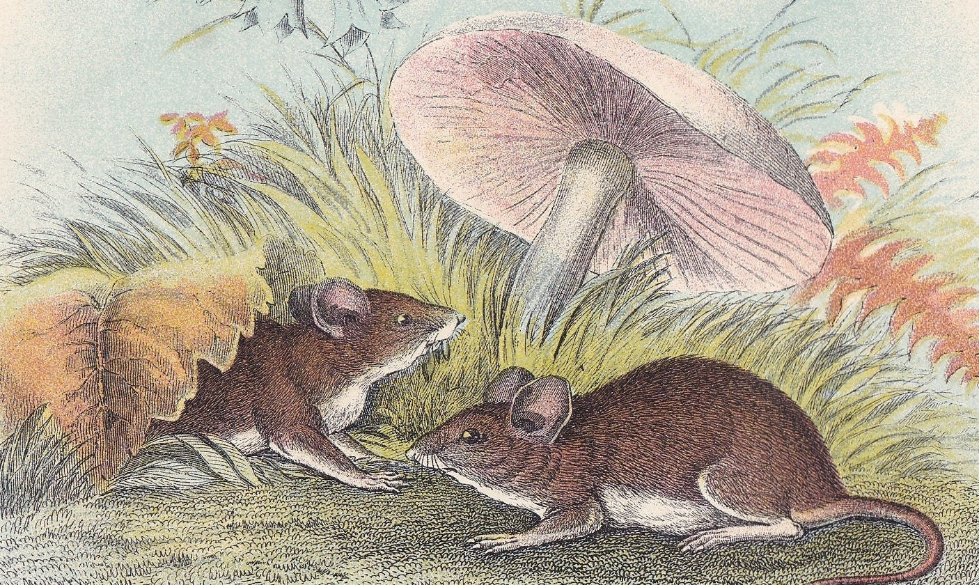 1896 WOOD MOUSE Print - Natural History Print - Rodent Print - Original Antique Print - Animal Wall Art - Over 125 Years Old