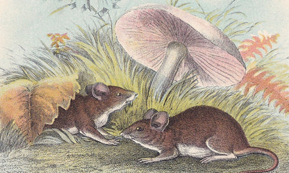 1896 WOOD MOUSE Print - Natural History Print - Rodent Print - Original Antique Print - Animal Wall Art - Over 125 Years Old