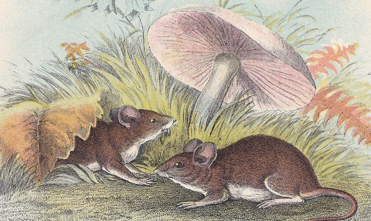 1896 WOOD MOUSE Print - Natural History Print - Rodent Print - Original Antique Print - Animal Wall Art - Over 125 Years Old