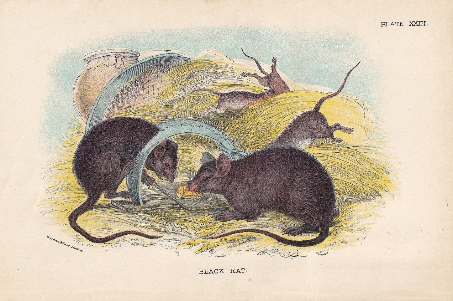 1896 BLACK RAT Print - Natural History Print - British Mammals Print - Original Antique Print - Animal Wall Art - 7.2 x 4.7 Inches