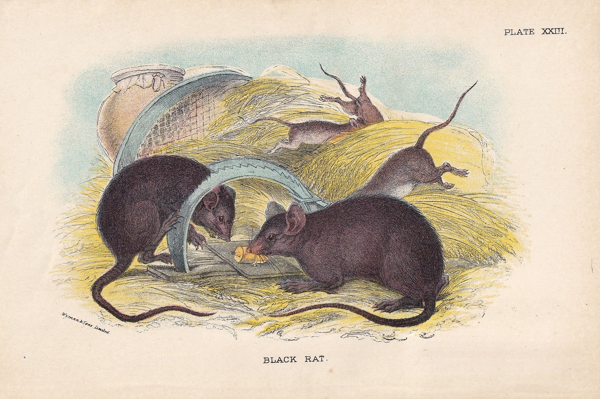 1896 BLACK RAT Print - Natural History Print - British Mammals Print - Original Antique Print - Animal Wall Art - 7.2 x 4.7 Inches