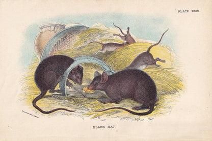 1896 BLACK RAT Print - Natural History Print - British Mammals Print - Original Antique Print - Animal Wall Art - 7.2 x 4.7 Inches
