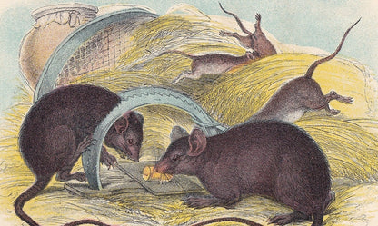 1896 BLACK RAT Print - Natural History Print - British Mammals Print - Original Antique Print - Animal Wall Art - 7.2 x 4.7 Inches