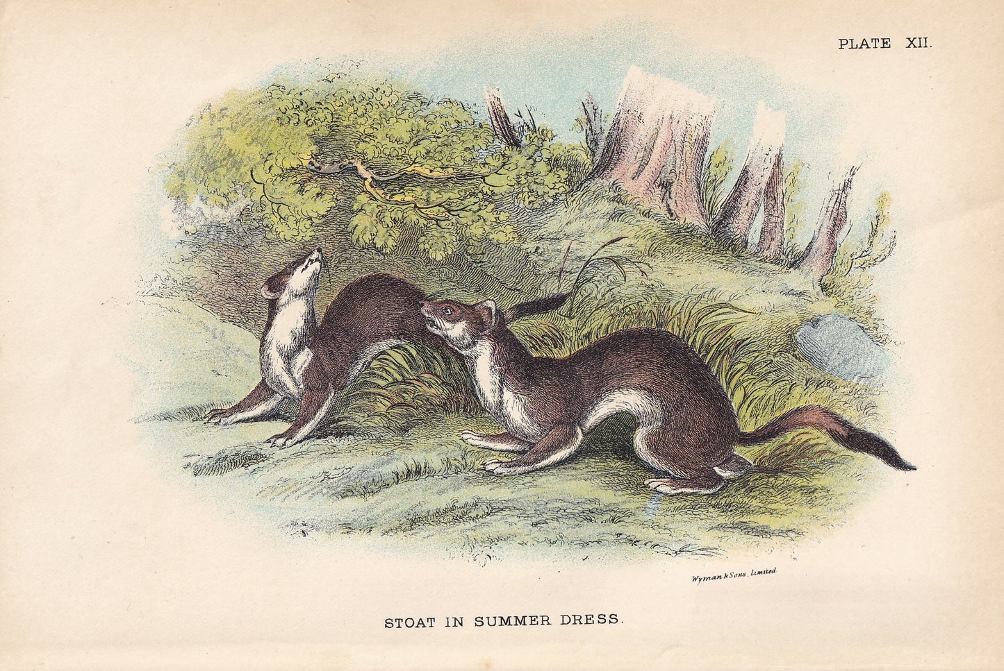 1896 STOAT Print (Summer) - Natural History Print - Mammals Print - Original Antique Print - Stoat Wall Art - 7.2 x 4.7 Inches