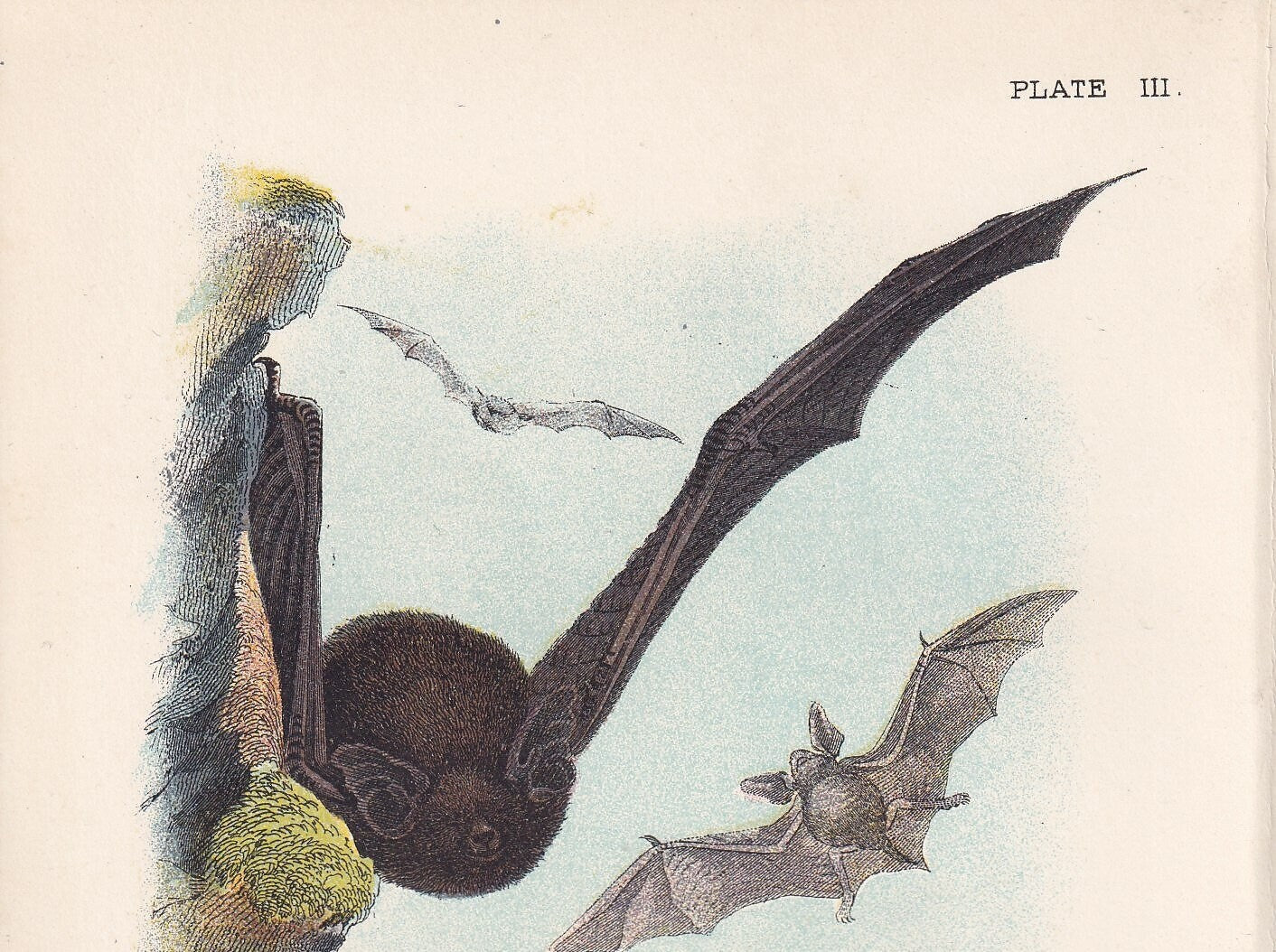 1896 PIPISTRELLE BAT Print - Bat Wall Art - Chiroptera, Bats - Original Antique Print - Animal Wall Art - Halloween Decor - 4