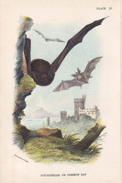 1896 PIPISTRELLE BAT Print - Bat Wall Art - Chiroptera, Bats - Original Antique Print - Animal Wall Art - Halloween Decor - 4
