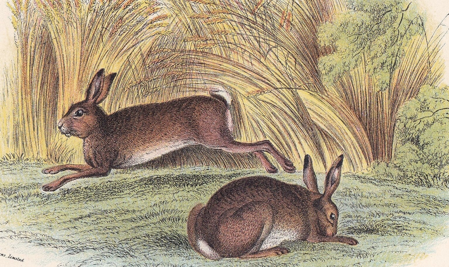 1896 COMMON HARE Print - Natural History Print - British Mammals Print - Original Antique Print - Animal Wall Art - 7.2 x 4.7 Inches