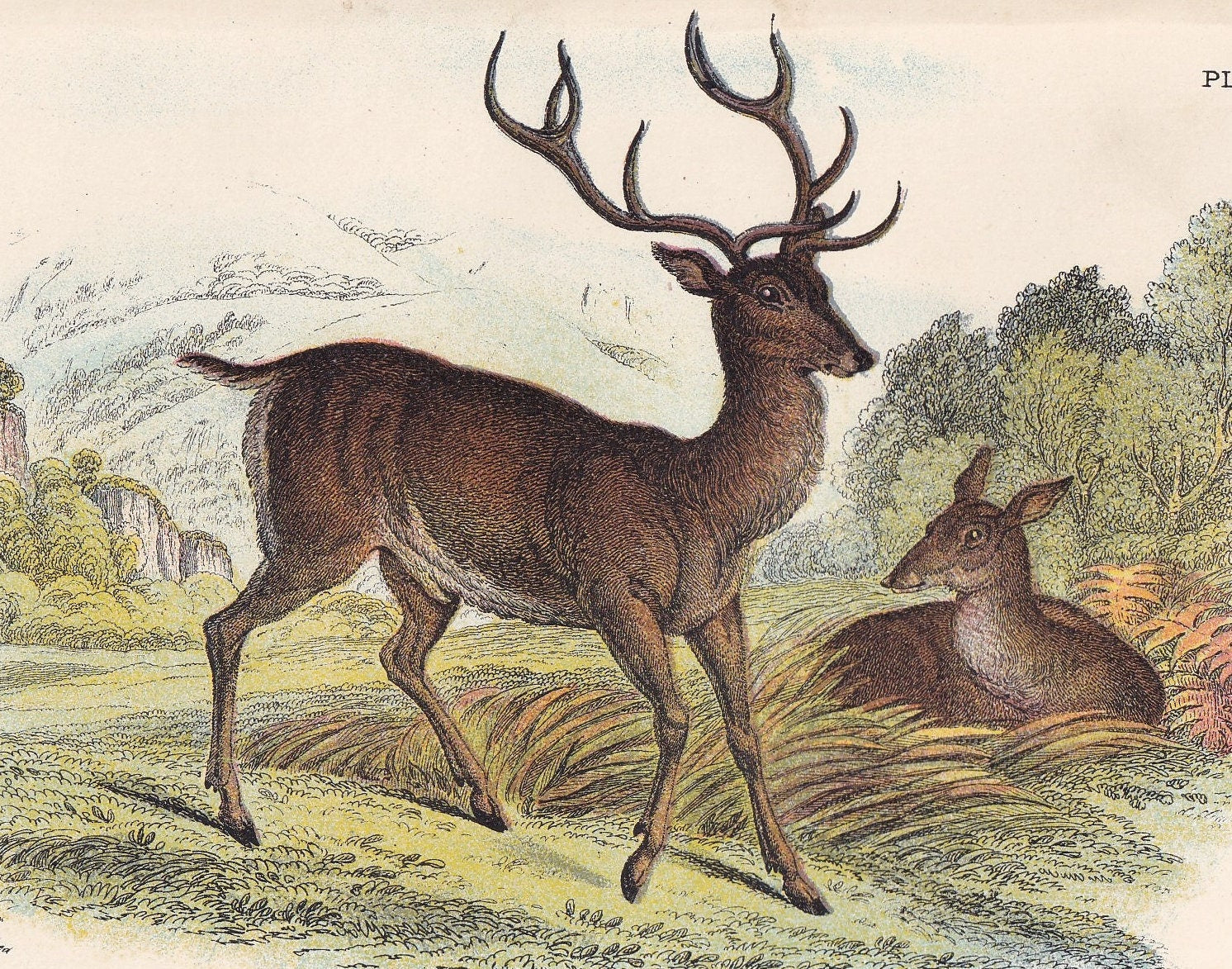 1896 RED DEER Print - Natural History Print - British Mammals Print - Original Antique Print - Animal Wall Art - 7.2 x 4.7 Inches