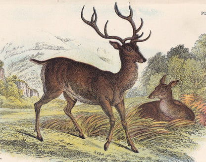 1896 RED DEER Print - Natural History Print - British Mammals Print - Original Antique Print - Animal Wall Art - 7.2 x 4.7 Inches