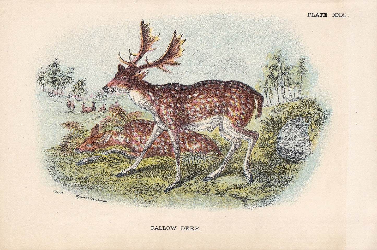 1896 FALLOW DEER Print - Natural History Print - British Mammals Print - Original Antique Print - Animal Wall Art - 7.2 x 4.7 Inches